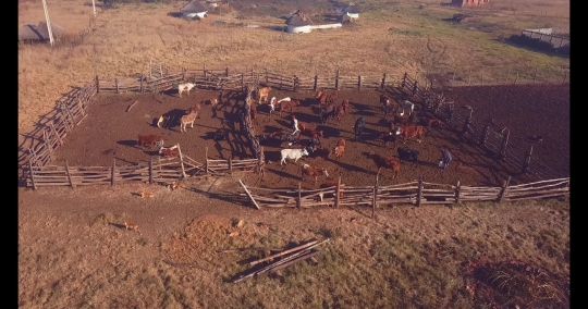 Bird Eye-view of farm cattle