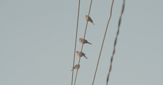 Birds on high voltage wire