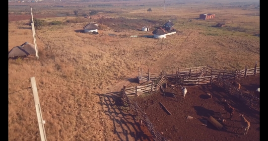 Cattle in a kraal