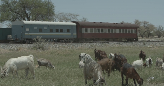 Goats by the Karibib train station