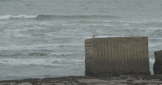 Sea gull seated by the sea