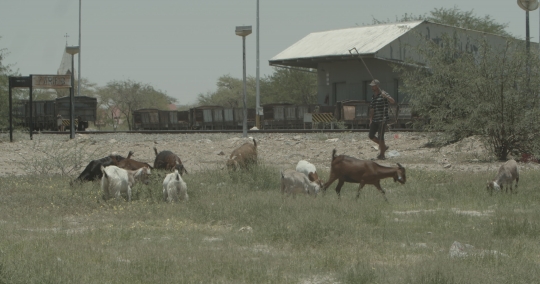 The man and the grazing goats