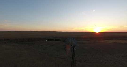 Windmill sunset and the bird