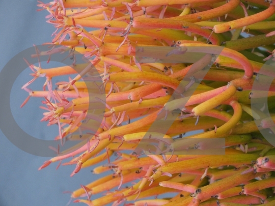 Euphorbia Tirucalli Firesticks