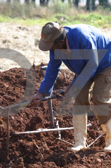 Farm Worker at work