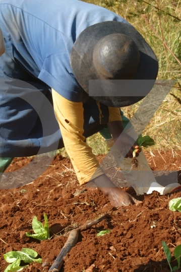 Farm Worker Planting