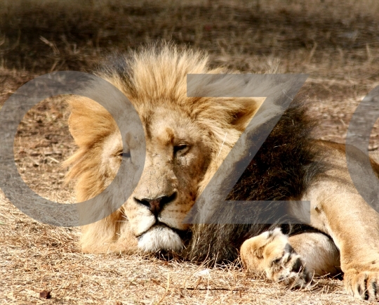 Lion dozing 