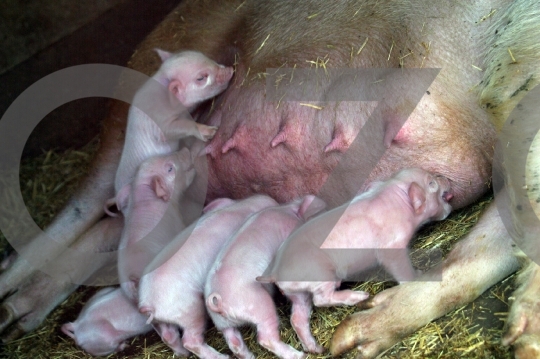Little Piglets feeding from mother