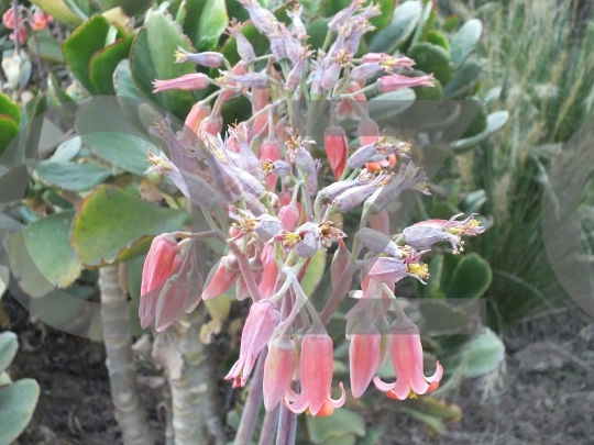 Pigs Ears Cotyledon with Flap Jacks