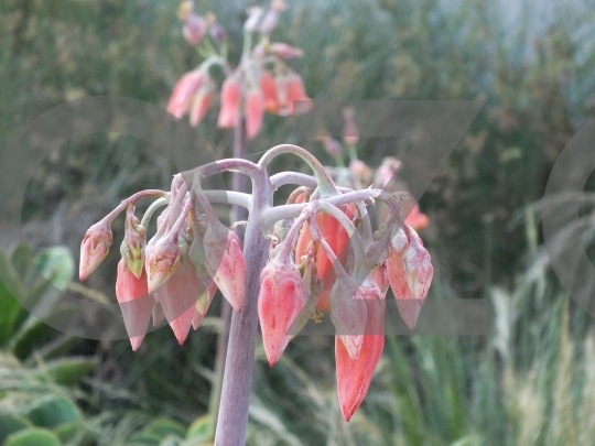 Pigs EarsCotyledon Orbiculata