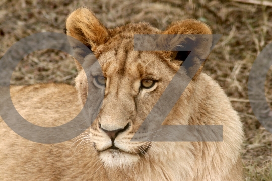 Portrait of a Lioness 