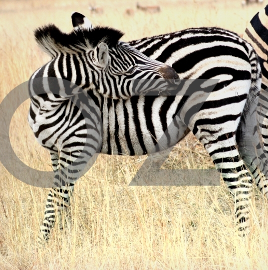 The Zebra 