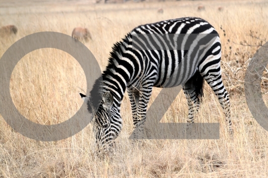 The Zebra 