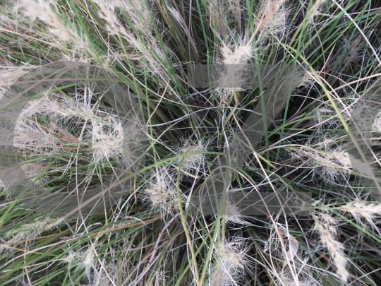 Wild Grass